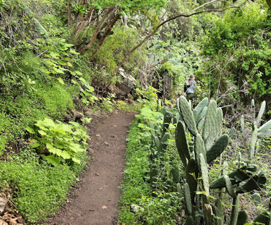 The Laurel Forest