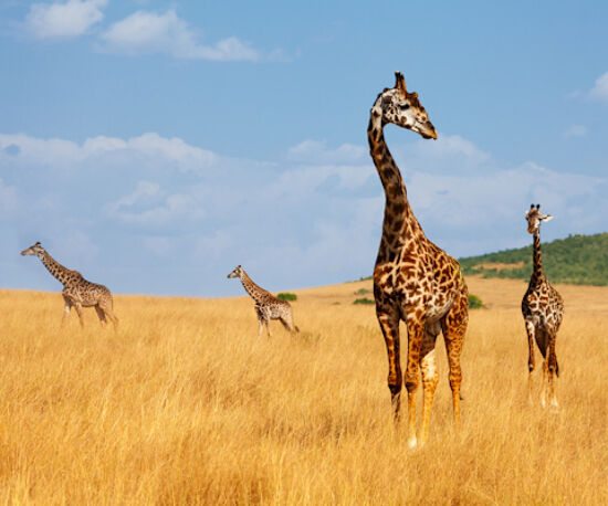 Honeymoon Tour of Kenya
