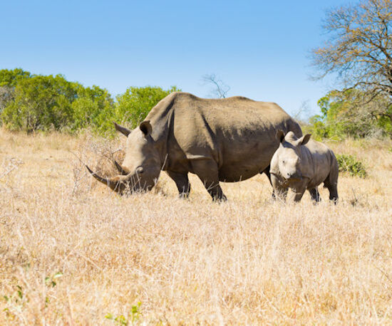 Family Tour of South Africa