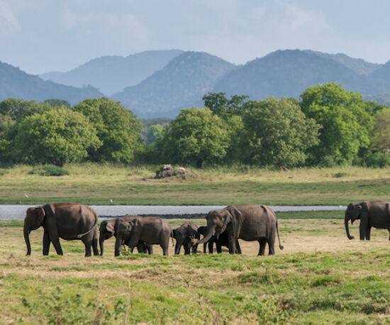 Family Sri Lanka Escorted Tour
