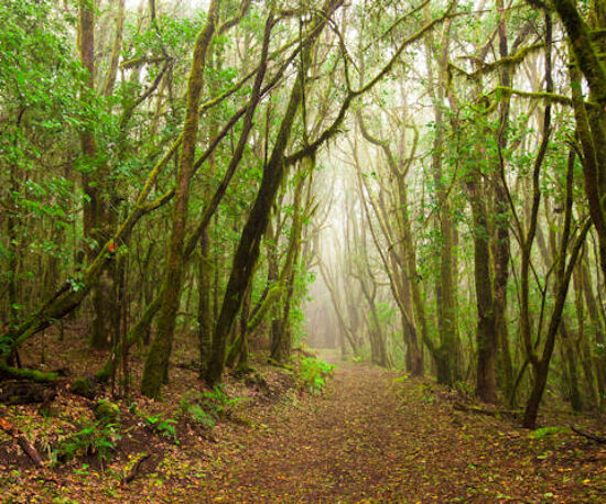 National Park & Rain Forest