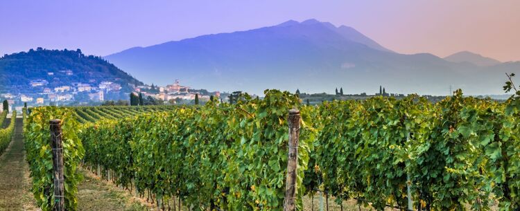 bardolino vineyards, lake garda