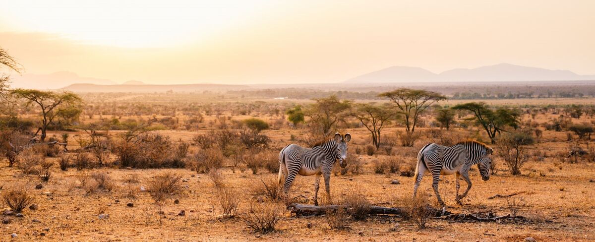 zebra in kenya