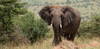 Bets of Kenya, Elephant