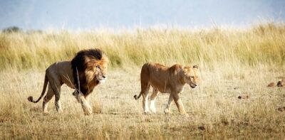 Highlights of Kenya, lions