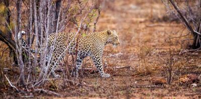 Explore Sri Lanka, Leopard