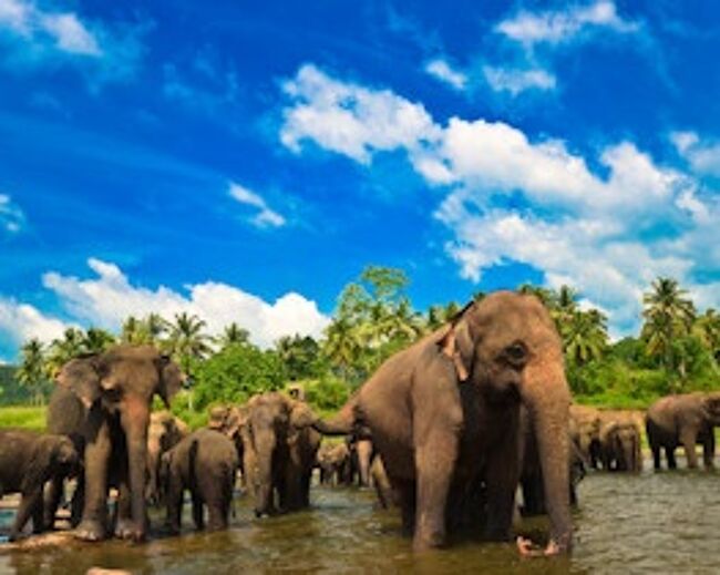 Explore Sri Lanka Tour