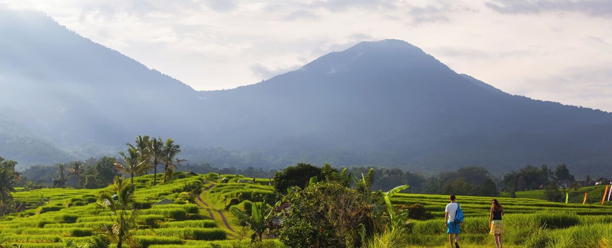 Ubud, main image of rice paddies